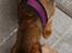 seler - Puppia xs - PDCF-AC30