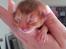7 aby killinger! :) - Dreng sorrel