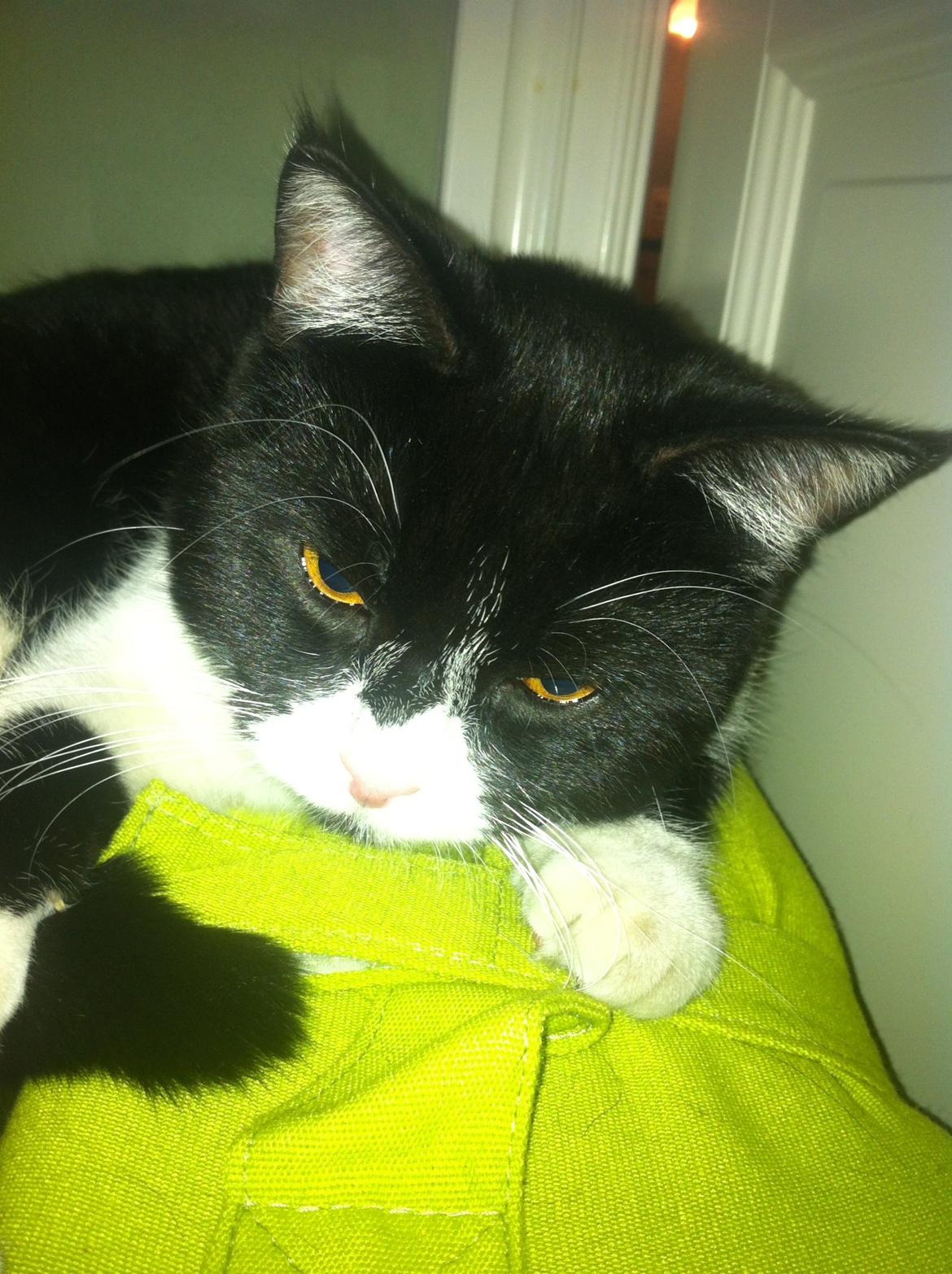 Du så cute:D billede 7