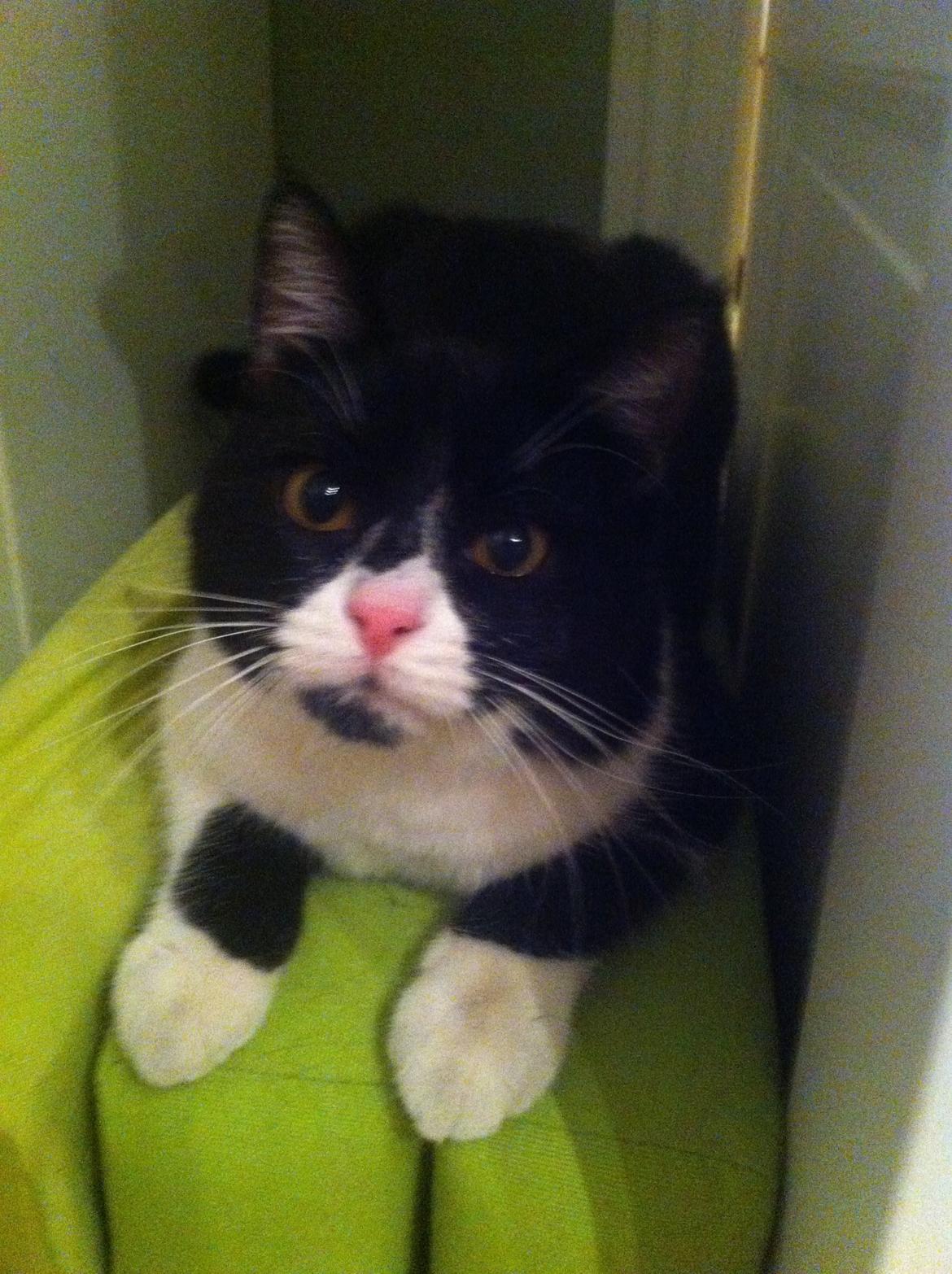 Du så cute:D billede 6