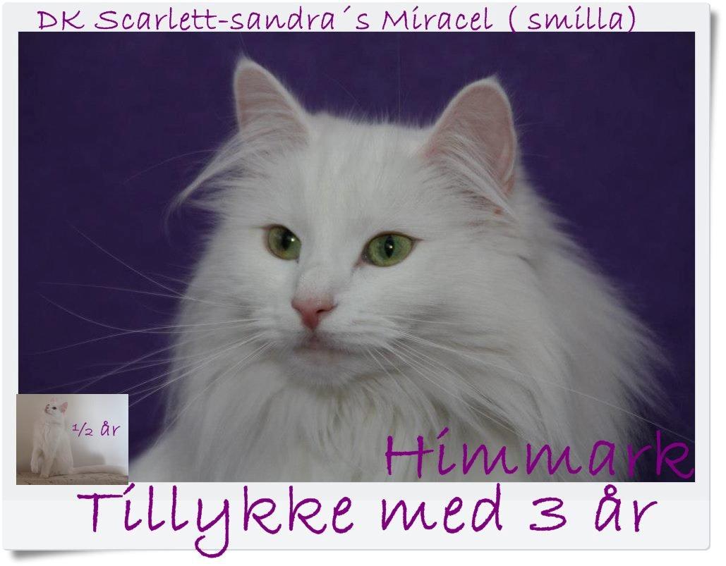 Tillykke min katte  - 6-5-2913 smilla billede 1