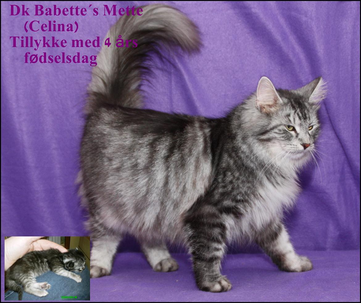 Tillykke min katte  - 8-5-2913Celina billede 3