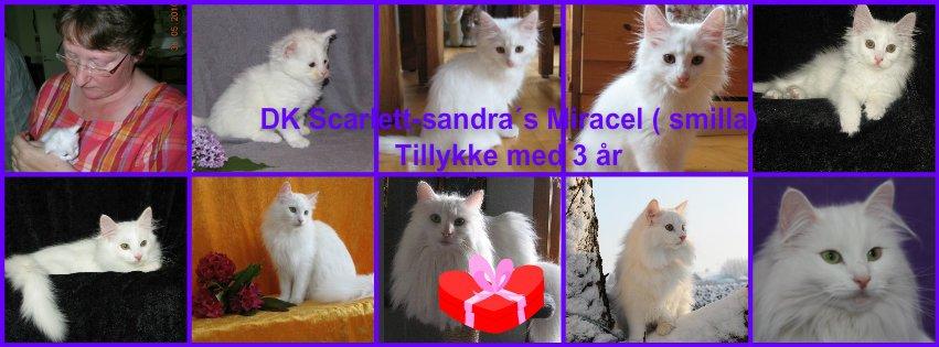 Tillykke min katte  - 6-5-2913 smilla billede 2
