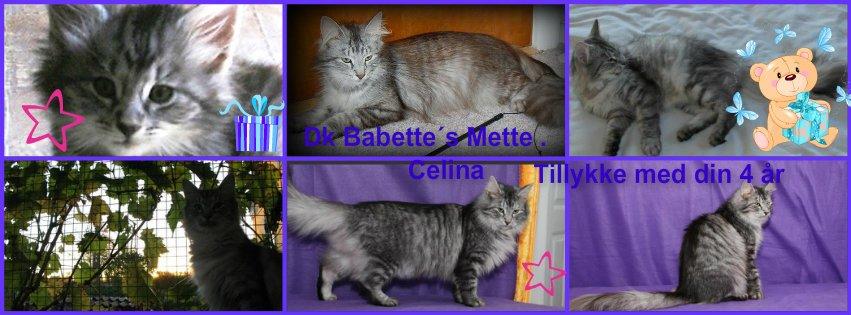 Tillykke min katte  - 8-5-2913Celina billede 4