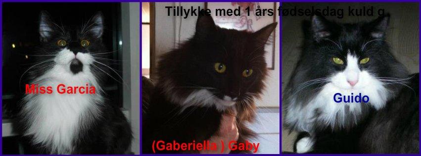 Tillykke min katte  - Tillykke Kuld G De bliv 1 år i dag den 11-5-2013

 Tillykke med jer kat
Thomas med Missi Garcia
Karin Beukel med Gaby 
Claus med Guido billede 5