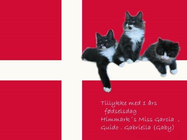 Tillykke min katte - Diverse kat - * Sanne J - DK Himmark *