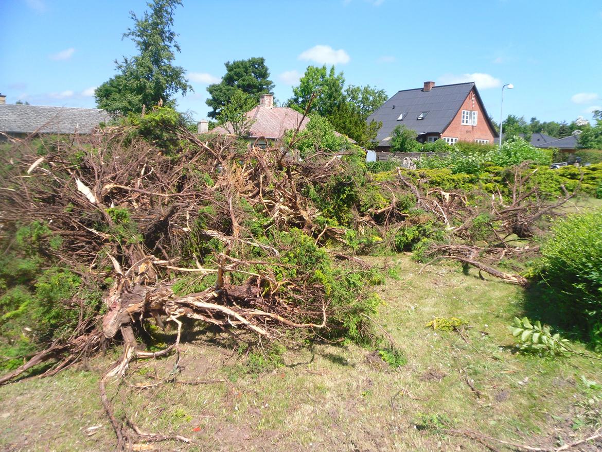 kattegård billede 14
