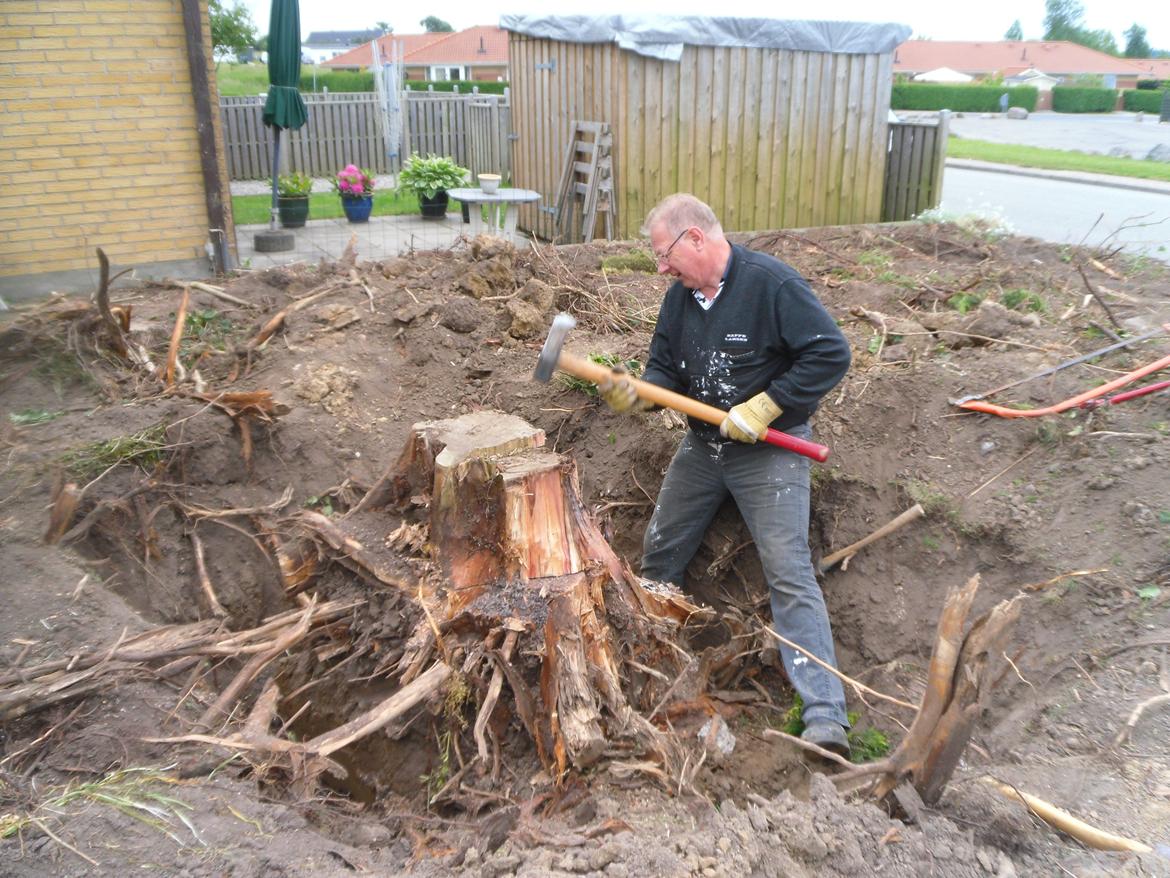 kattegård - Det var umuligt at grave roden op så den måtte saves ned under jordoverfladen. billede 15