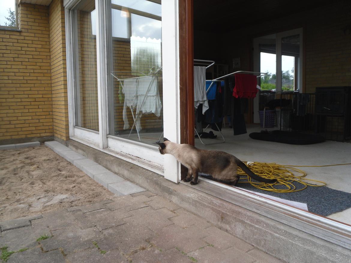 kattegård billede 47