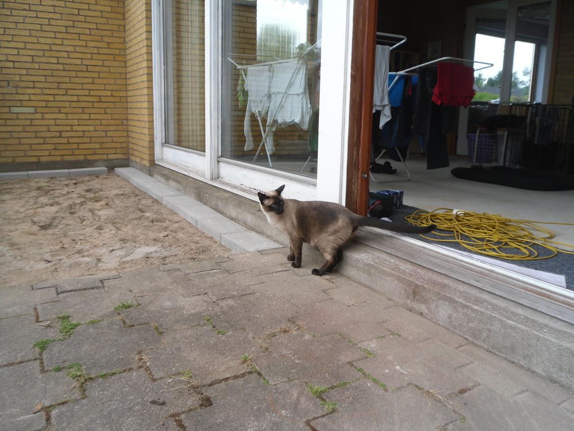 kattegård billede 52