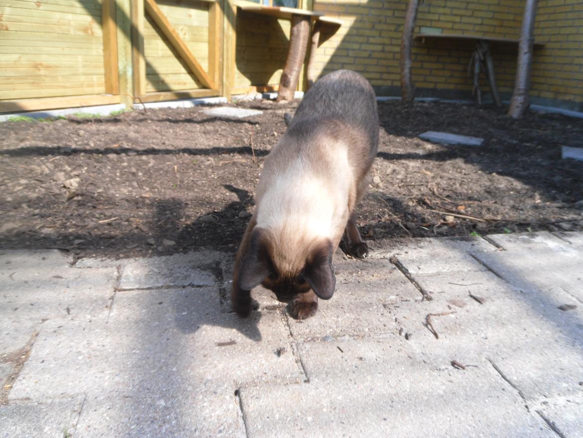 kattegård - Frodo har fundet en flue der ikke kan flyve billede 66