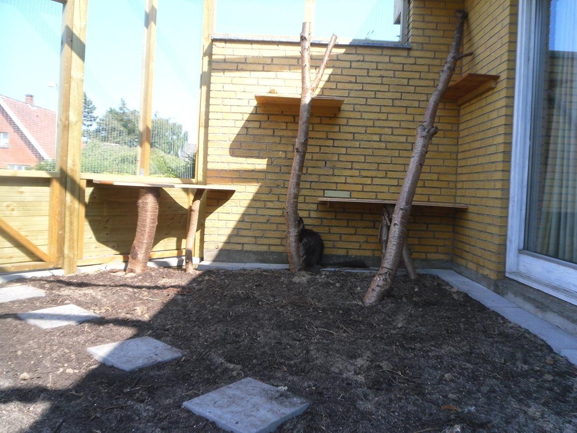 kattegård billede 81