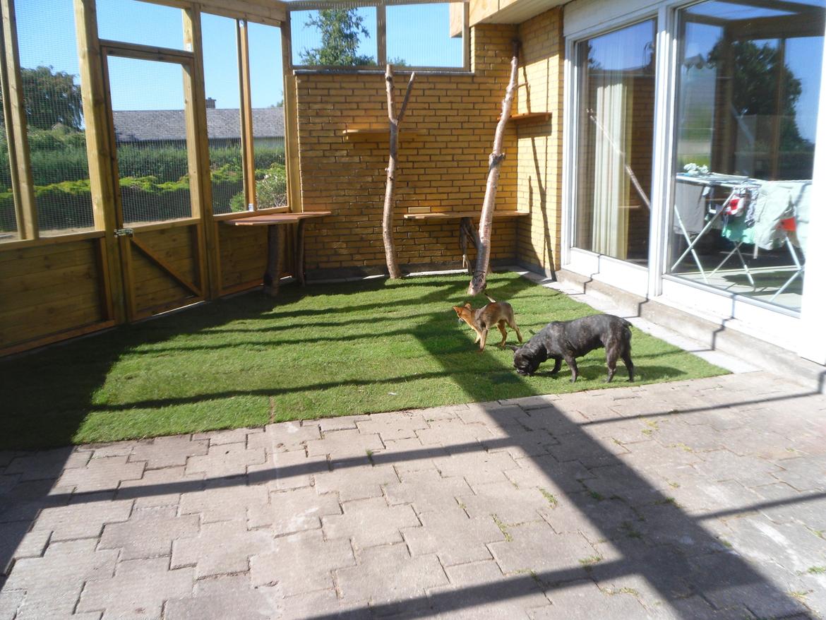 kattegård billede 98