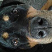 Alle mine elskede dyr<3 Og nogle af mine tegninger :D