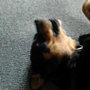 Alle mine elskede dyr<3 Og nogle af mine tegninger :D