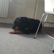 Alle mine elskede dyr<3 Og nogle af mine tegninger :D