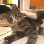 Mine søde katte/kilinger