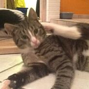 Mine søde katte/kilinger