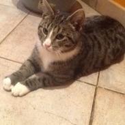 Mine søde katte/kilinger