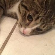 Mine søde katte/kilinger