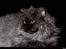 Gynt(selkirk rex) hos Glisborg fotograf