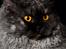 Gynt(selkirk rex) hos Glisborg fotograf