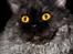 Gynt(selkirk rex) hos Glisborg fotograf
