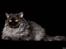 Gynt(selkirk rex) hos Glisborg fotograf