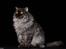 Gynt(selkirk rex) hos Glisborg fotograf