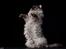 Gynt(selkirk rex) hos Glisborg fotograf