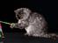 Gynt(selkirk rex) hos Glisborg fotograf