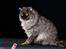 Gynt(selkirk rex) hos Glisborg fotograf