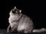 Gynt(selkirk rex) hos Glisborg fotograf
