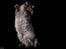 Gynt(selkirk rex) hos Glisborg fotograf