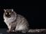 Gynt(selkirk rex) hos Glisborg fotograf