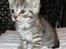 Europe - Agnes- sort sølv tortie markrel tabby.