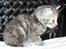 Europe - Athea- sort sølv tortie klassisk tabby.