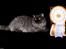 Gynt(selkirk rex) hos Glisborg fotograf