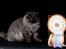 Gynt(selkirk rex) hos Glisborg fotograf