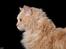Ronja (selkirk rex) hos Glisborg