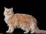 Ronja (selkirk rex) hos Glisborg