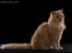 selkirk rex+Filur hos fotograf - Lykken Curly Ronja hos fotograf  Betina hansen