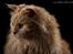 selkirk rex+Filur hos fotograf - Lykken Curly Ronja hos fotograf  Betina hansen