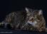 selkirk rex+Filur hos fotograf - Filur hos fotograf Betina hansen