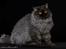 selkirk rex+Filur hos fotograf - Lykken Peer Gynt hos fotograf Betina hansen