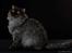 selkirk rex+Filur hos fotograf - Lykken Peer Gynt hos fotograf Betina hansen 