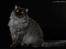 selkirk rex+Filur hos fotograf - Lykken Peer Gynt hos fotograf Betina hansen