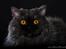 selkirk rex+Filur hos fotograf - Lykken Peer Gynt hos fotograf Betina hansen