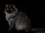 selkirk rex+Filur hos fotograf