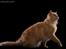 selkirk rex+Filur hos fotograf